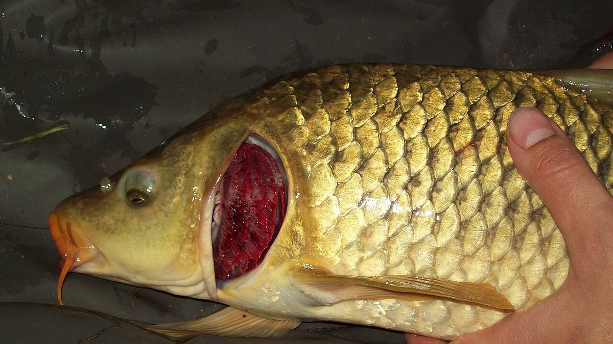 Gill